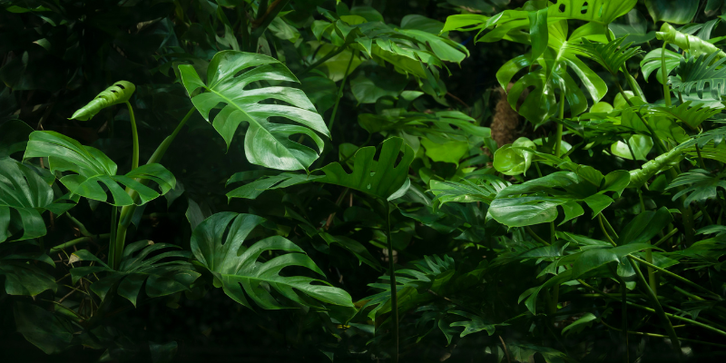Natural and organic leaves